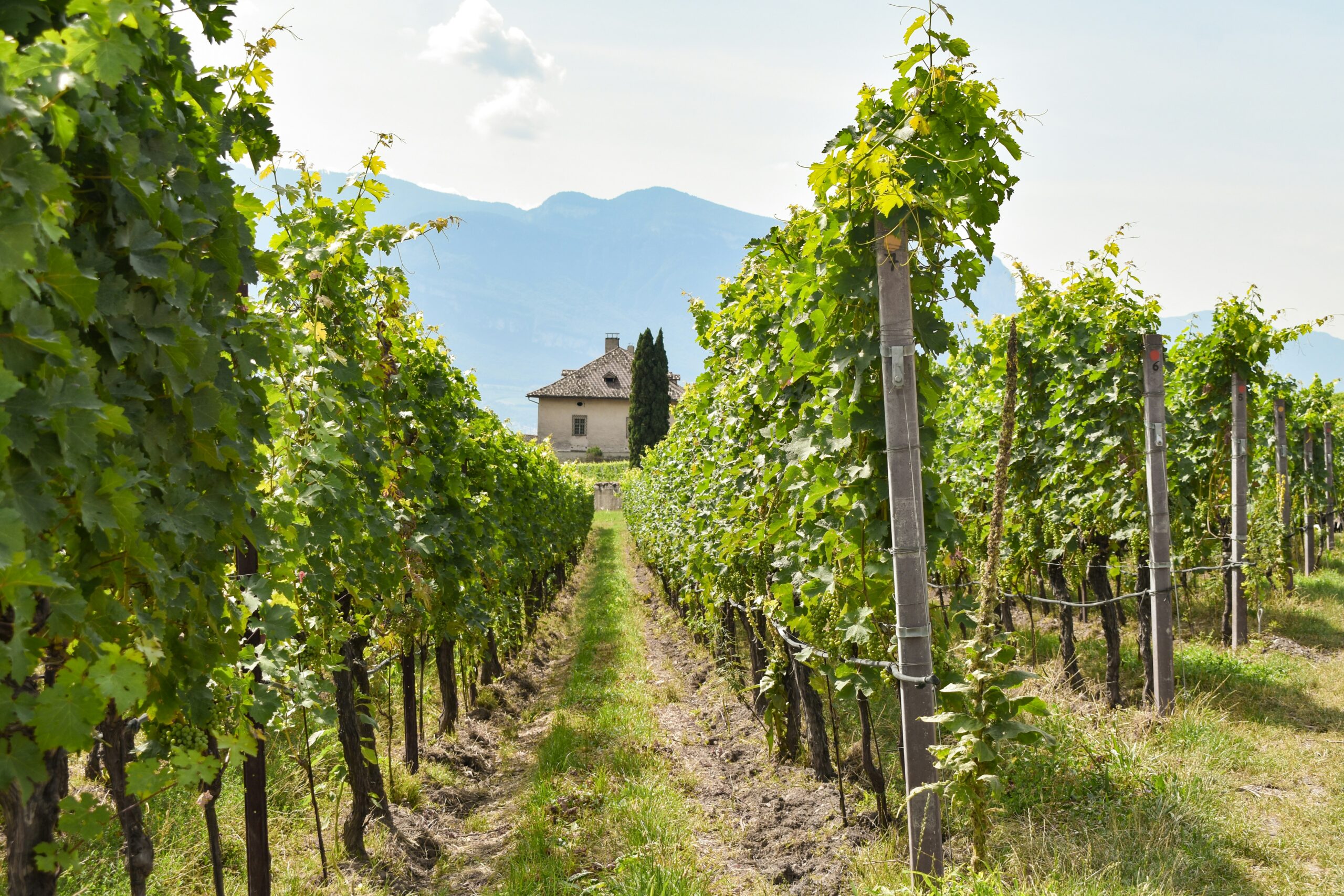 The New Grand Tour: Discovering Italy Through Its Most Iconic Vineyards