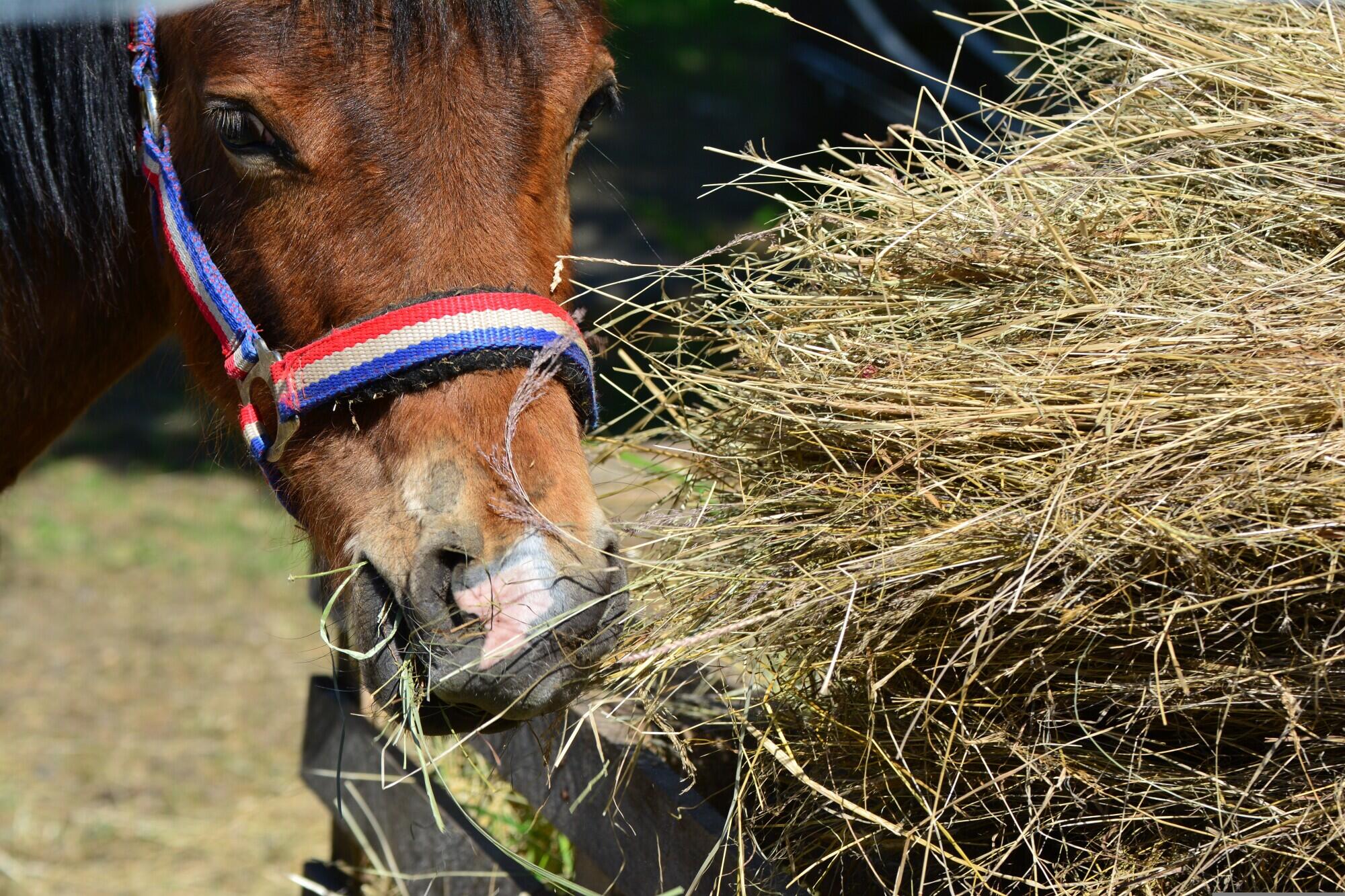 Horse Medical Care